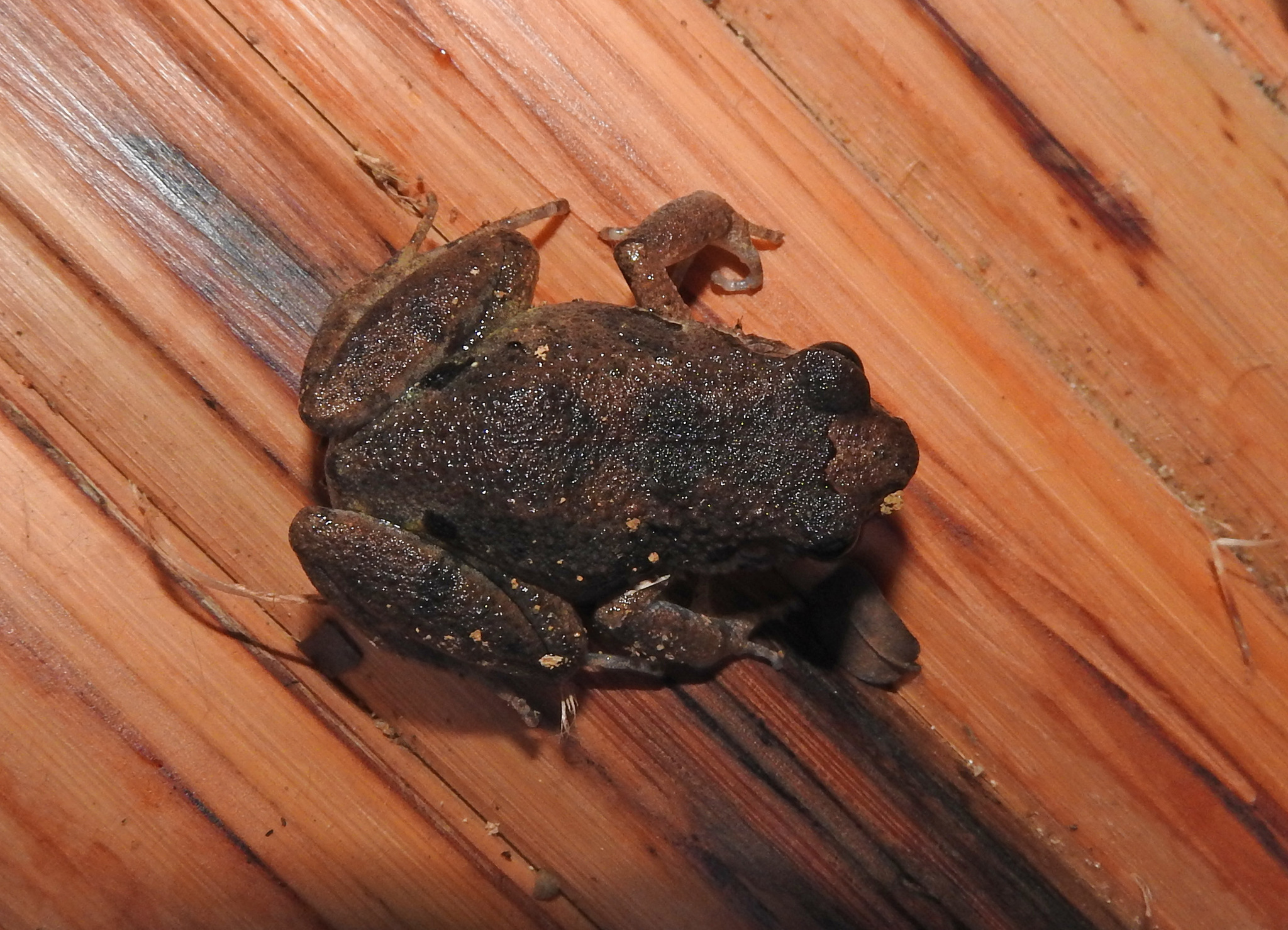 Arthroleptis adelphus Perret, 1966