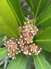 Tristaniopsis exiliflora
