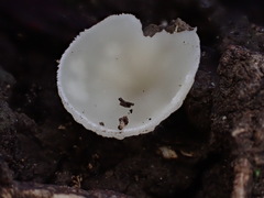 Sarcoscypha vassiljevae