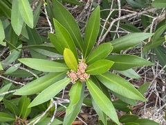Tristaniopsis exiliflora