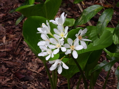 Proiphys amboinensis