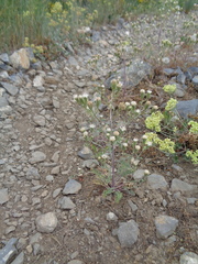 Chaenactis douglasii douglasii