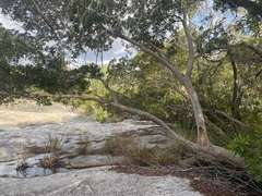 Tristaniopsis exiliflora