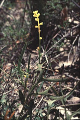 Synaphea petiolaris