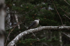 Media resource of Perisoreus canadensis