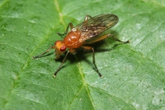 Dryomyza simplex