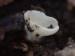 Sarcoscypha vassiljevae