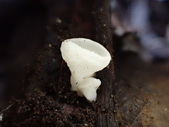 Sarcoscypha vassiljevae