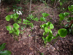 Proiphys amboinensis