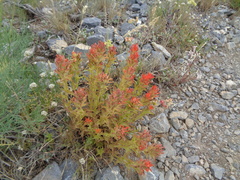 Castilleja applegatei viscida