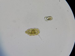 Pseudopediastrum integrum