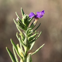 Stemodia florulenta