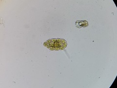 Pseudopediastrum integrum