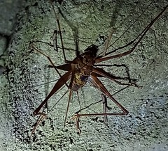 Phalangopsis