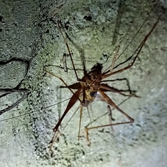 Phalangopsis