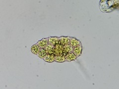 Pseudopediastrum integrum