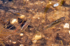 Fundulus xenicus