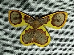 Opisthoxia asopis