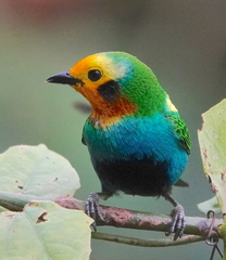 Chlorochrysa nitidissima