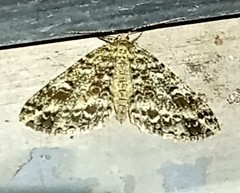 Melanolophiini