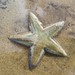 Astropecten marginatus - Photo (c) Flávio Mendes, some rights reserved (CC BY-NC), uploaded by Flávio Mendes
