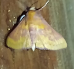 Polygrammodes ponderalis