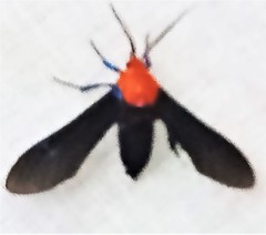 Scena propylea