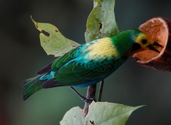 Chlorochrysa nitidissima