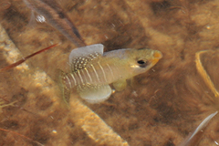 Fundulus xenicus