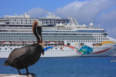 Pelecanus occidentalis