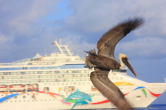 Pelecanus occidentalis