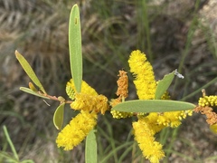 Acacia whitei