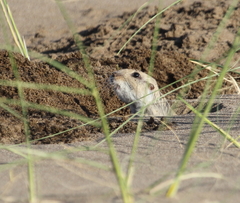 Ctenomys australis