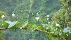 Ipomoea chiriquensis image