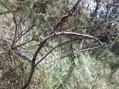 Anchiale austrotessulata