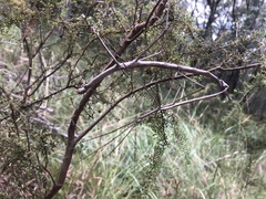 Anchiale austrotessulata