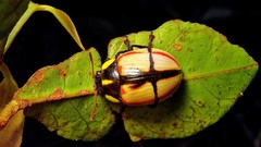 Deuterocampta stauroptera