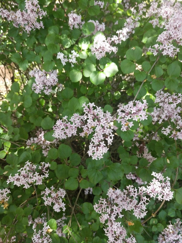 korean lilac