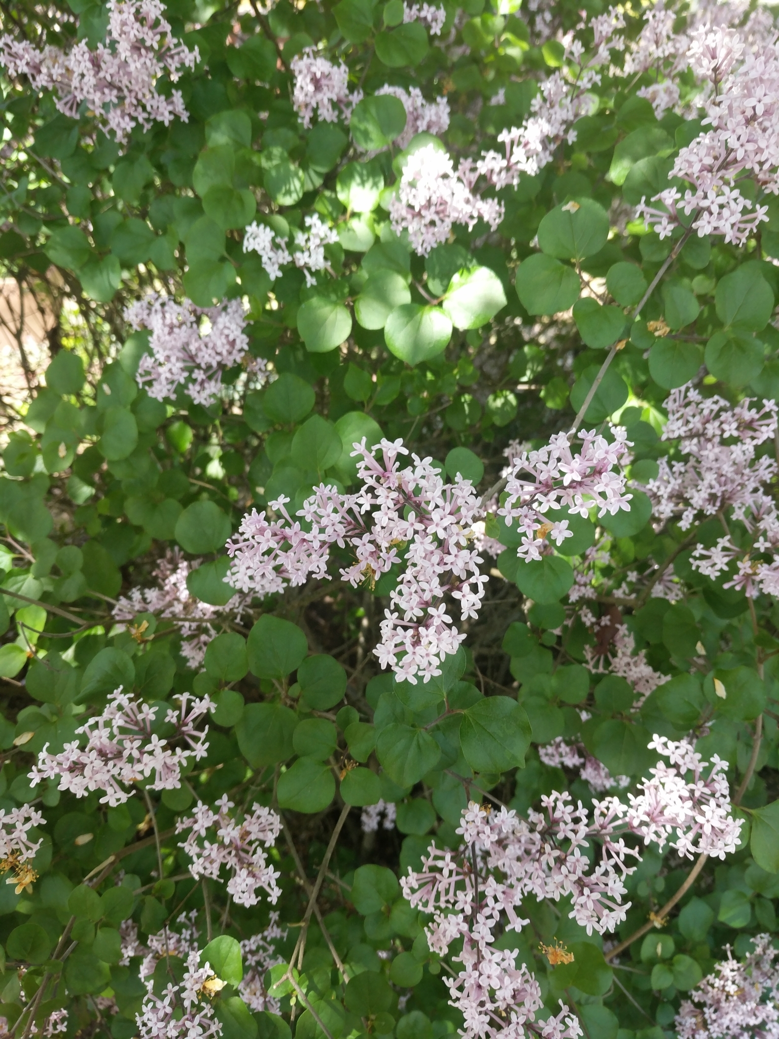 Syringa meyeri