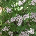 Korean Lilac - Photo (c) karibot, some rights reserved (CC BY-NC)