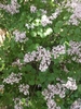 Korean Lilac - Photo (c) karibot, some rights reserved (CC BY-NC)