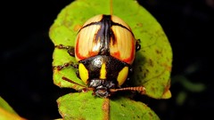 Deuterocampta stauroptera