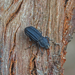 Nyctoporis carinata