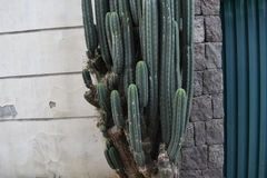 Trichocereus macrogonus