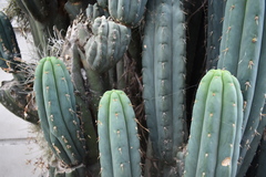 Trichocereus macrogonus