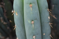 Trichocereus macrogonus