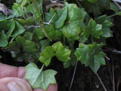 Centella macrodus