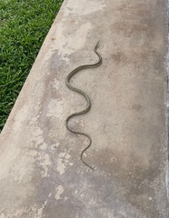 Chironius spixii