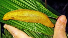 Vaginulus taunaisii