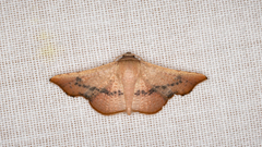 Aglaopus centiginosa